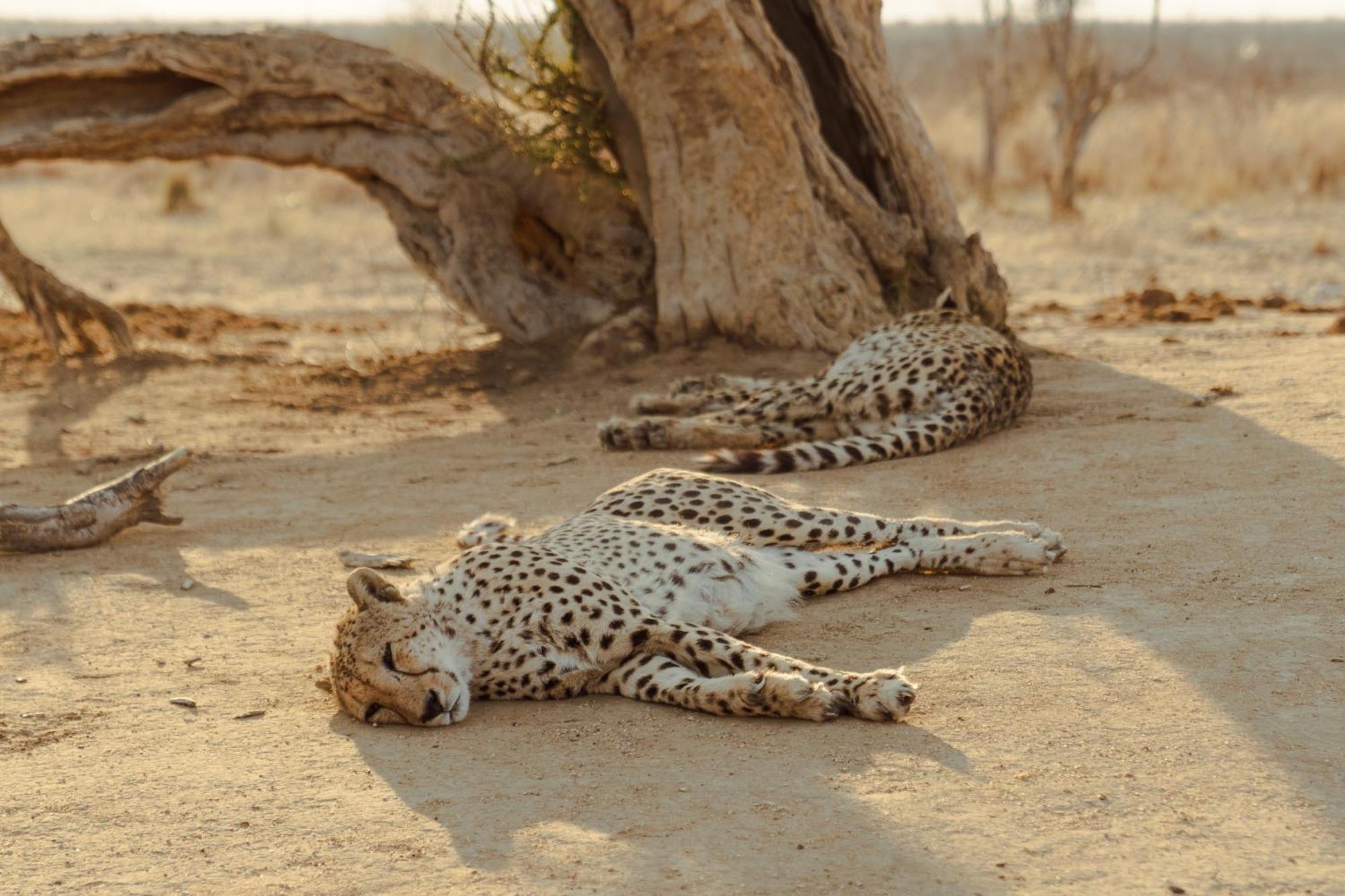 Last Word Madikwe Защитен резерват „Мадикве“ Екстериор снимка