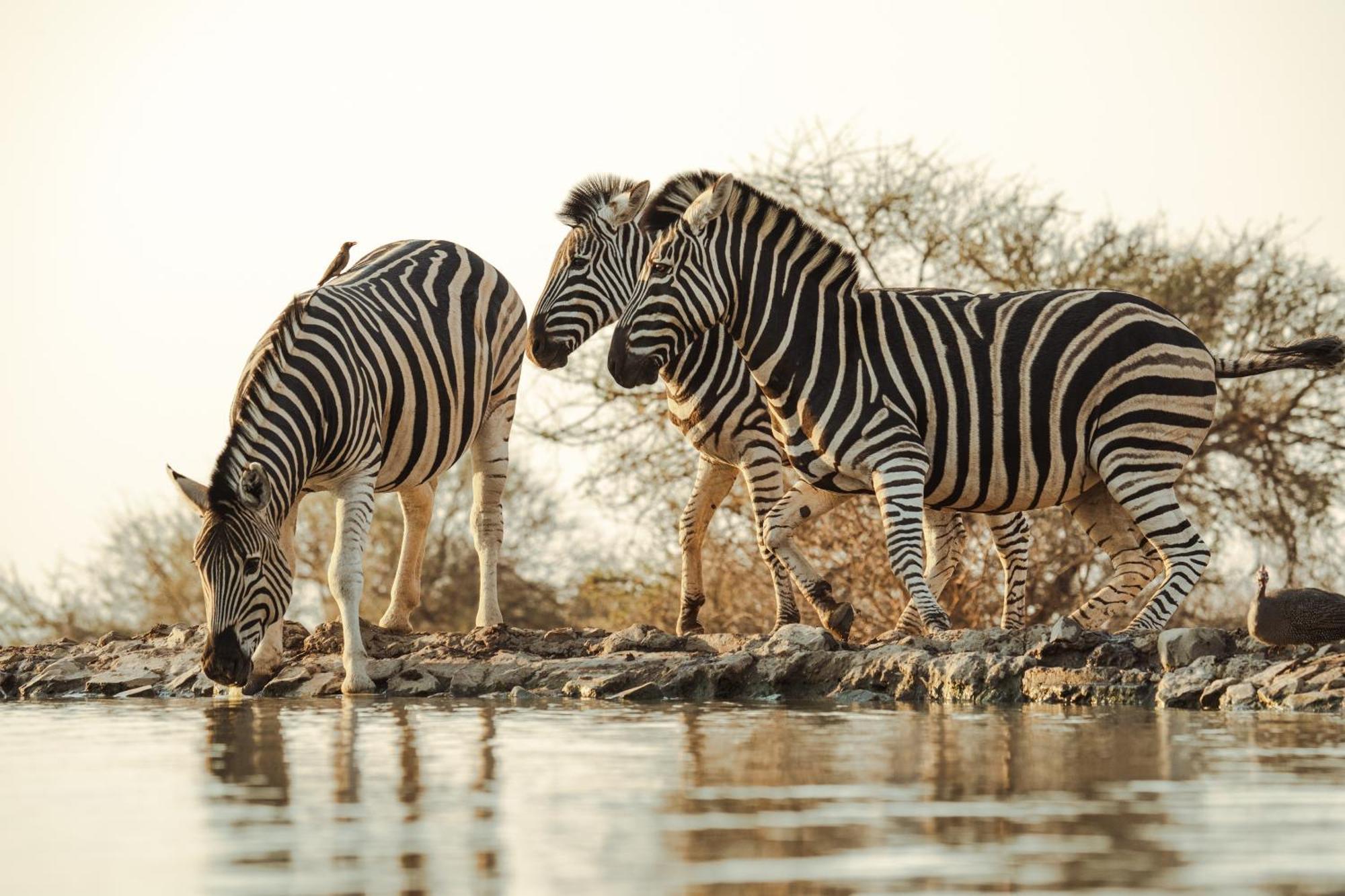 Last Word Madikwe Защитен резерват „Мадикве“ Екстериор снимка