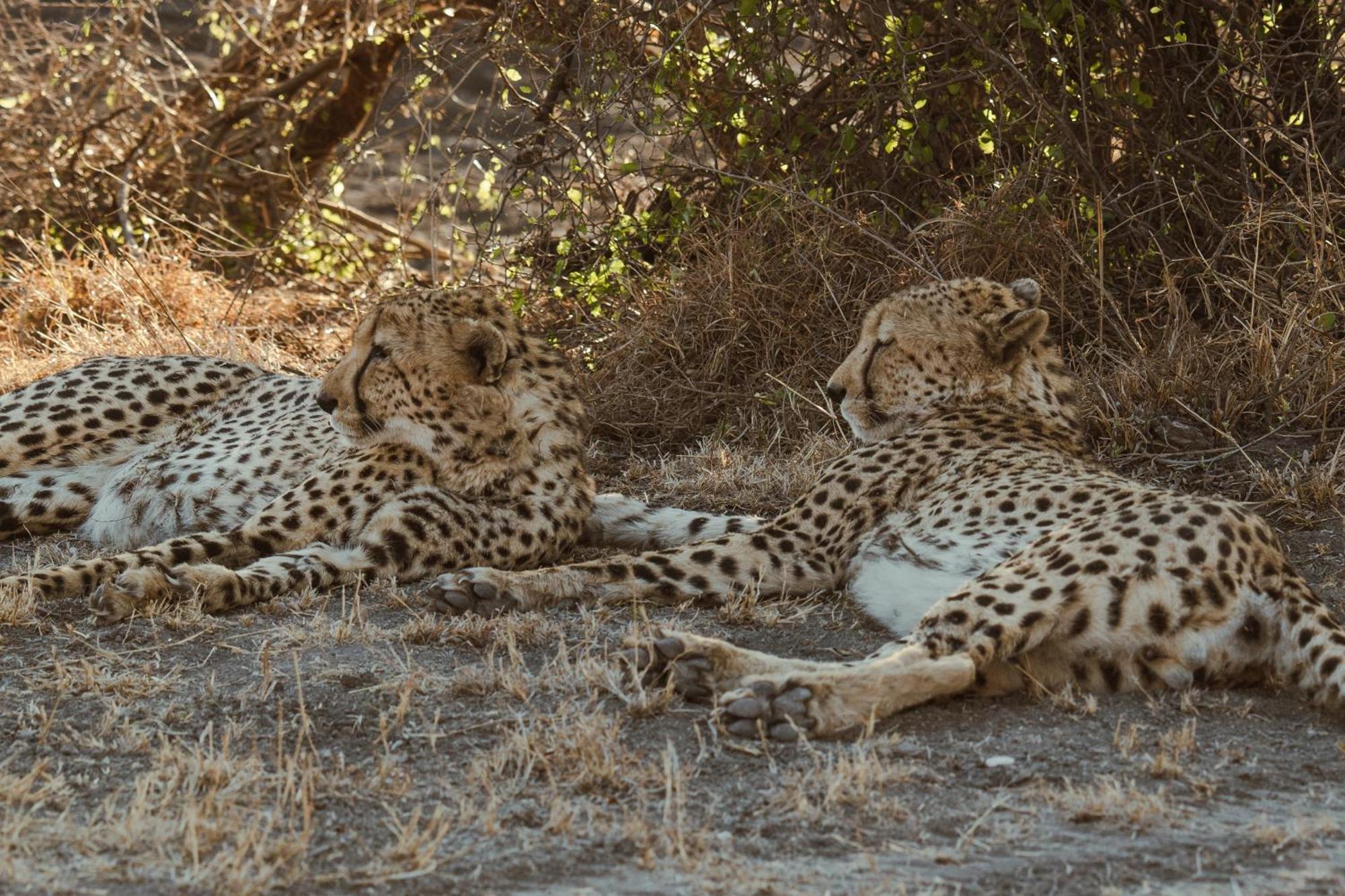 Last Word Madikwe Защитен резерват „Мадикве“ Екстериор снимка